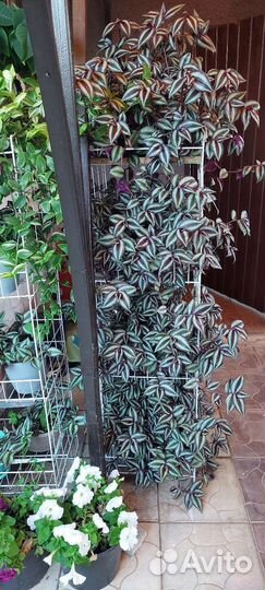 Традесканция