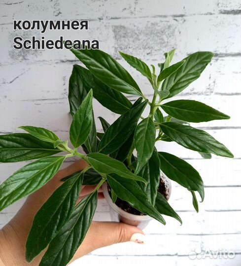 Колумнеи, Эсхинантусы укорененные