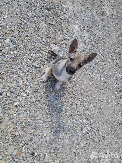 Щенок в добрые руки