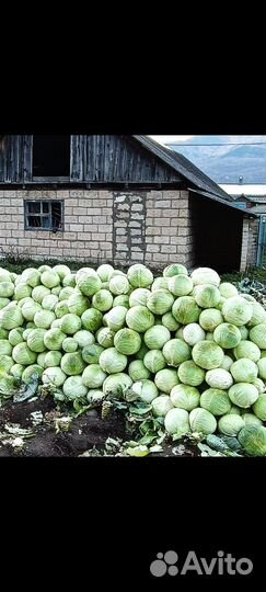 Капуста Тебердинская