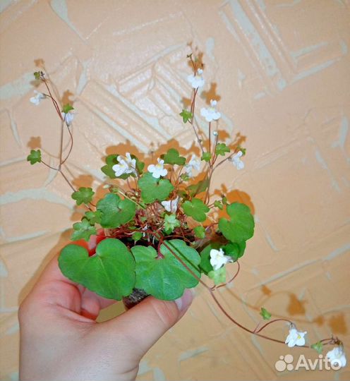 Цимбалярия,церопегия,оксалис,пеперомия