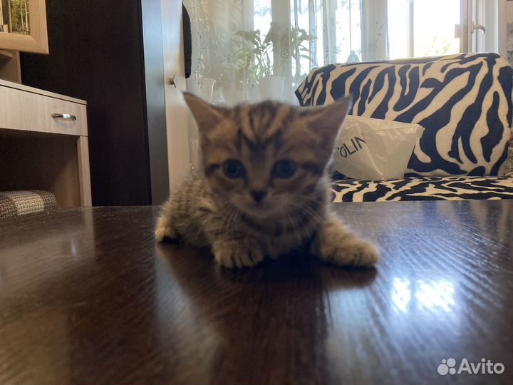 Шотландская вислоухая девочка 1 месяц