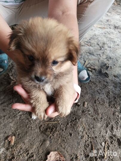 Щенки дворняжки