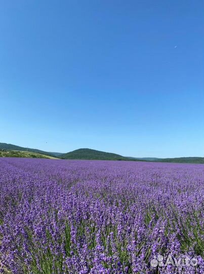 Лаванда в пучках, сбор 2023 г
