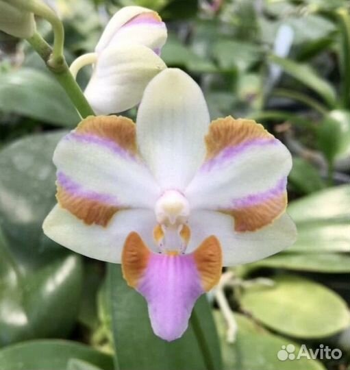 Сортовая орхидея P.pulcherrima 4N 'Yaphon' (2.5)