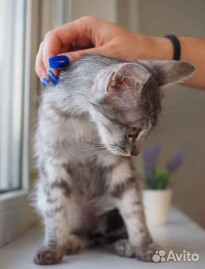 Котенок Ёжик в добрые руки, 3 месяца