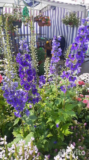 Продажа многолетних цветов