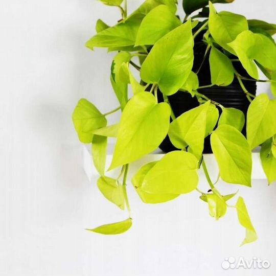 Сциндапсус, филодендрон