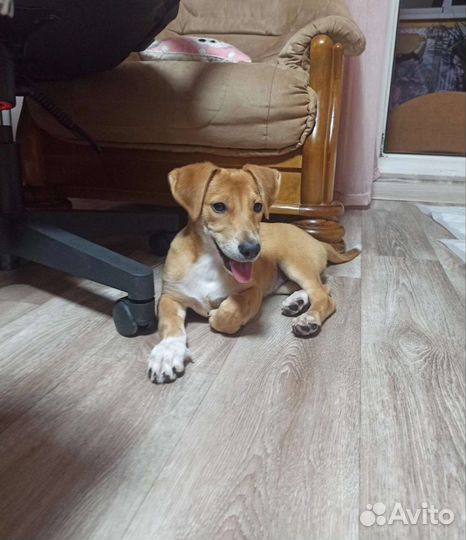 Метис таксы