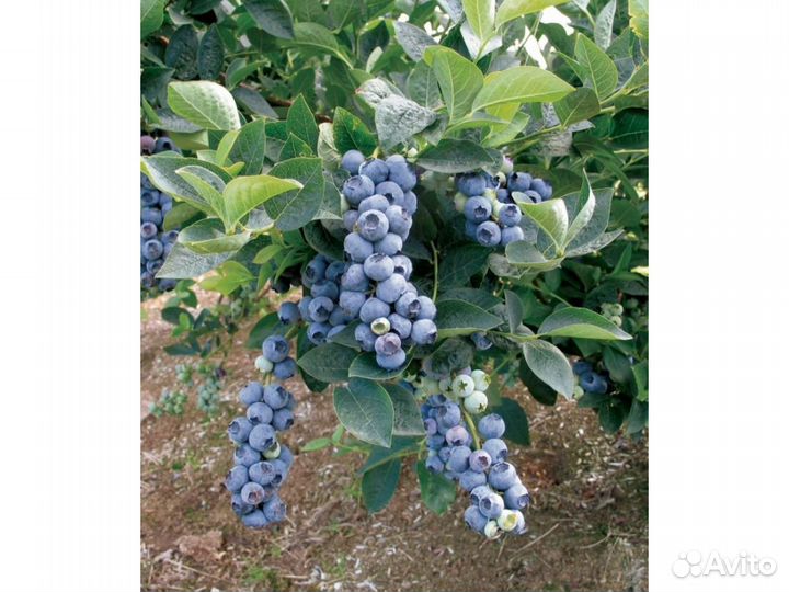 Голубика сорт Bluecrop 2 года