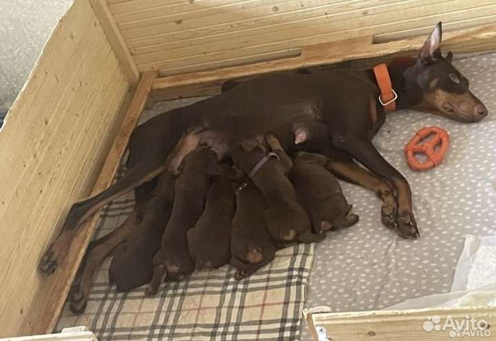 Щенки добермана