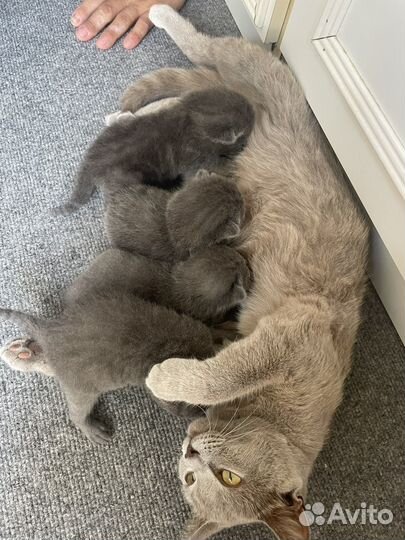 Шотландские котята