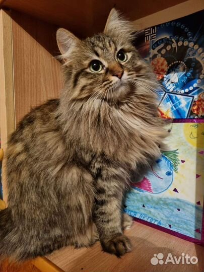 Кошечка в добрые руки