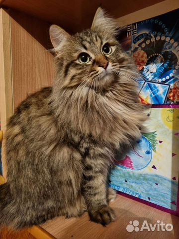 Кошечка в добрые руки