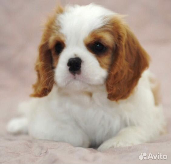 Щенки мальтипу