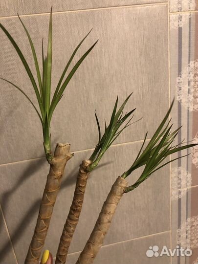 Пальма драцена