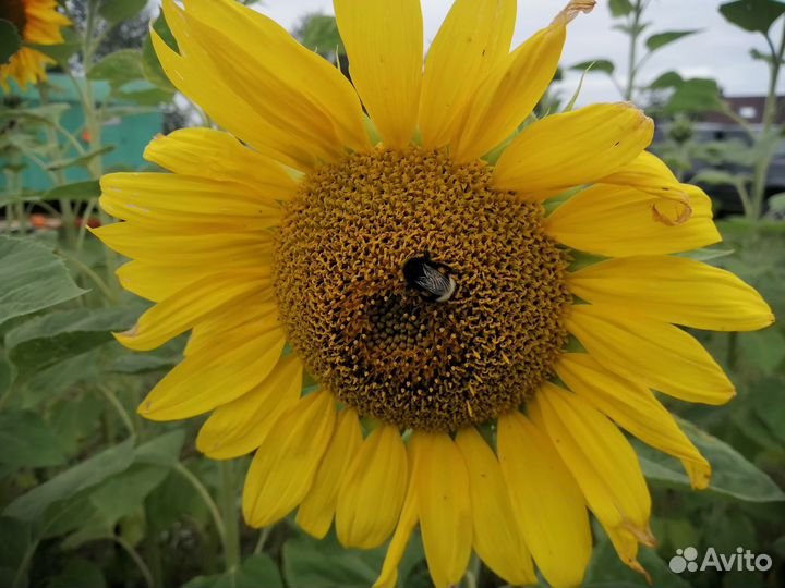 Продам подсолнухи для букета