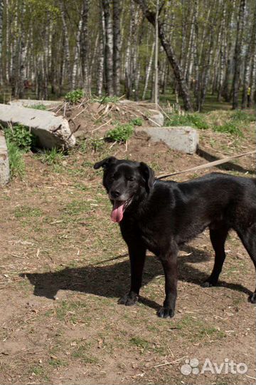 Собака из приюта ищет свой дом