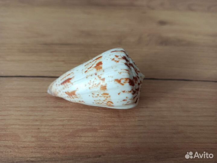 Морская раковина