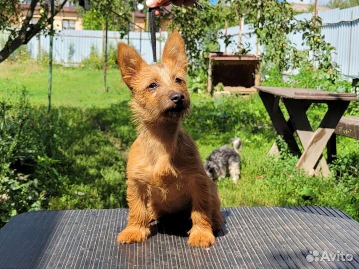 Австралийский терьер, щенки из питомника Якогор