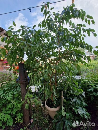 Фикус большой