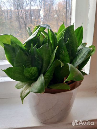 Сансевиерия