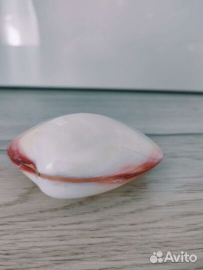 Морские ракушки раковины