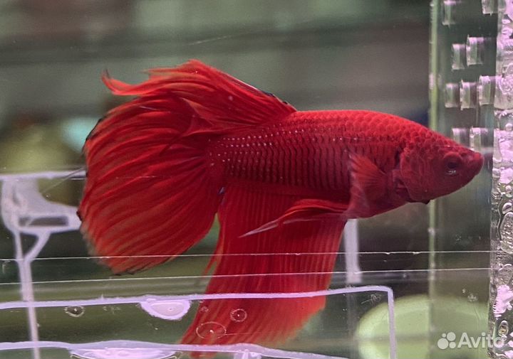 Аквариумные рыбки петушок вуалевый красный, синий