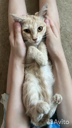 Кошечка в добрые руки