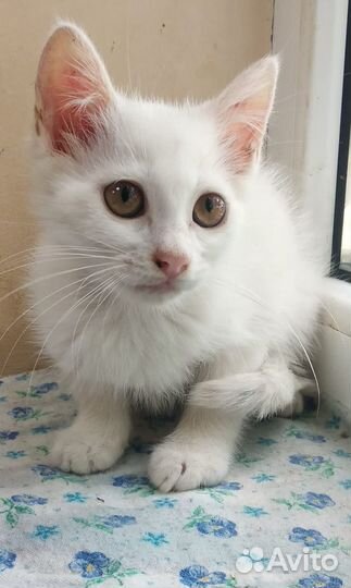 Котёнок девочка Снежа в добрые руки бесплатно