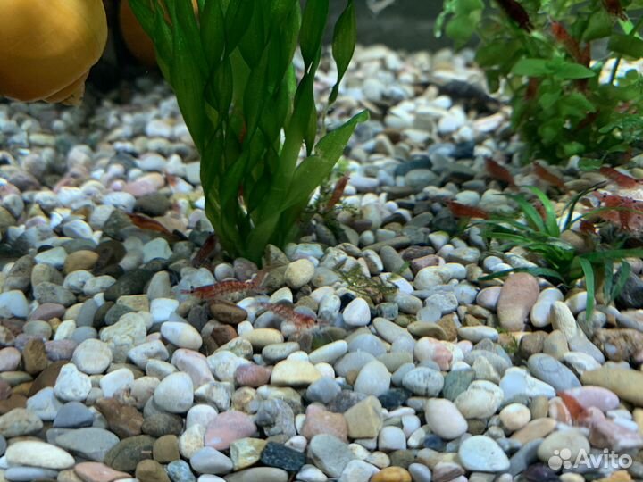 Аквариумные креветки вишня