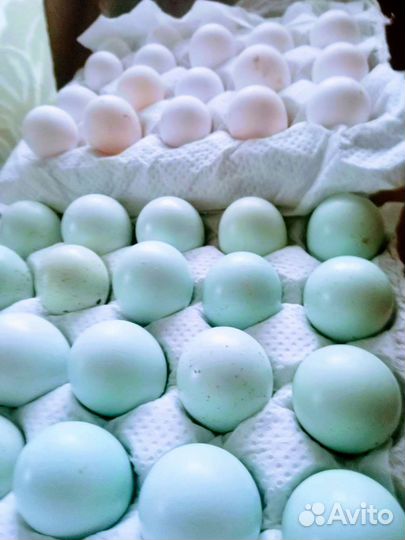 Инкубационное яйцо перепелов Виргинских,Селадонов