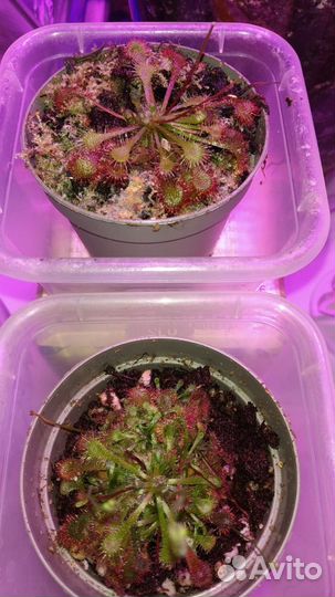 Росянки. Растения-хищники