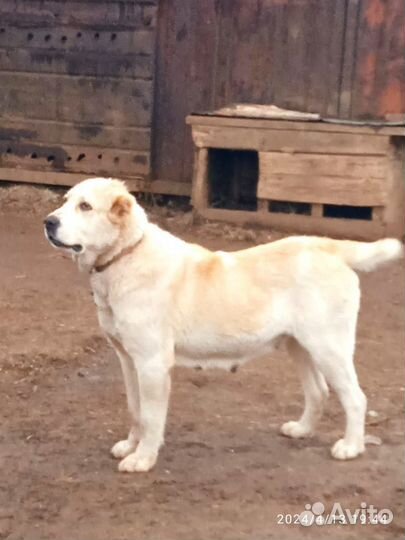 Продаются щенки алабая