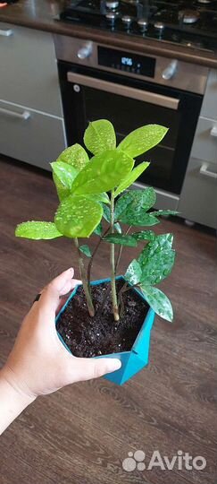 Замиокулькас