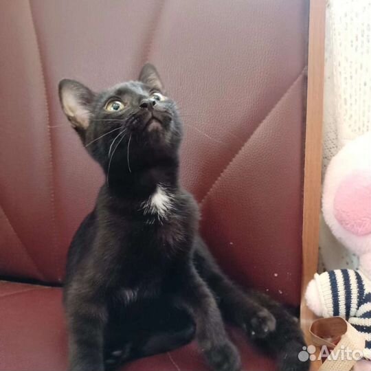 Котёнок девочка