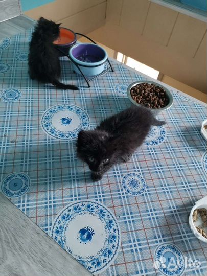 Котята счастья