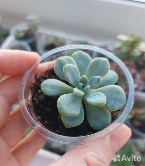 Суккуленты 2