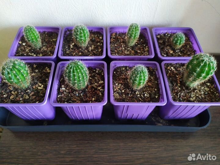 Кактус эхинопсис