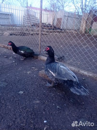 Мускусные утки