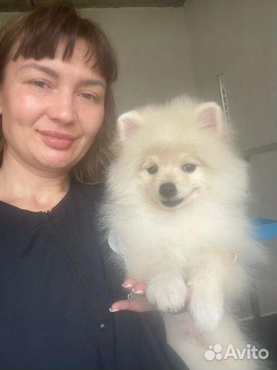 Стрижка собак и кошек