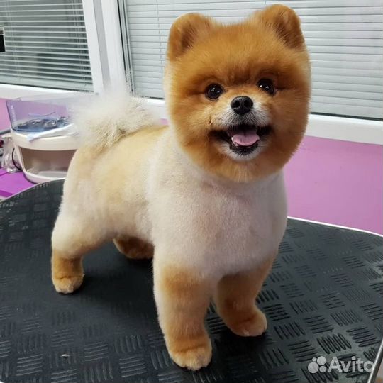 Стрижка собак