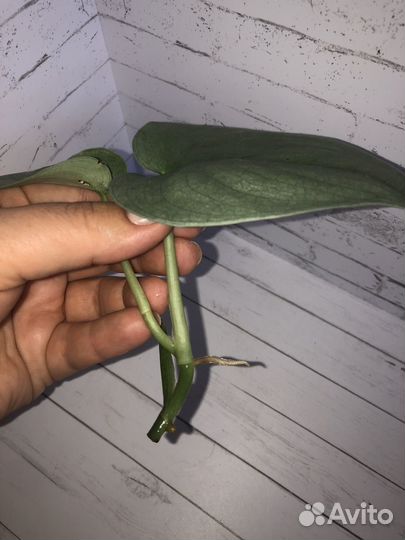 Сортовые ароидные растения