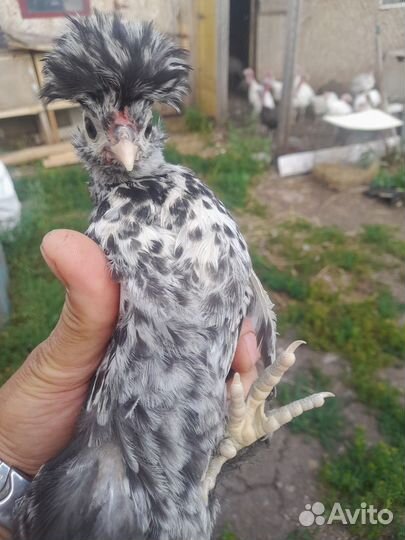 Куры несушки