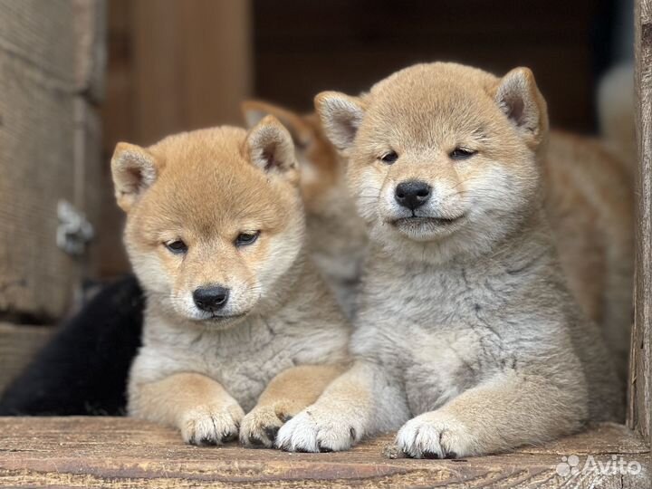 Сиба шиба ину щенки