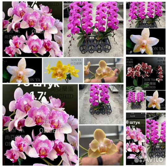 Орхидея фаленопсис бабочка