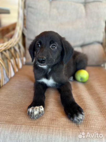 Малыш в добрые руки