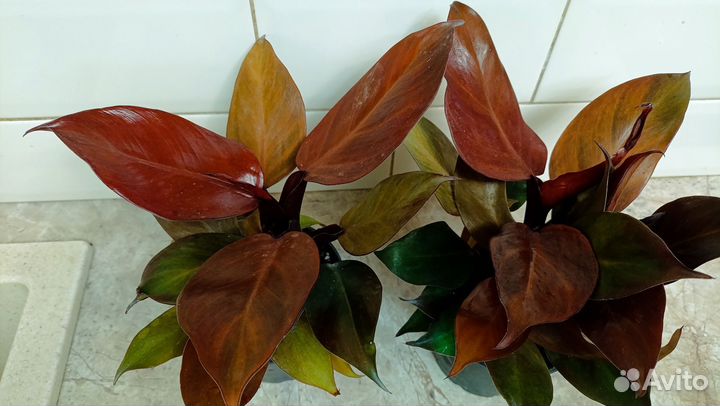 Филодендрон