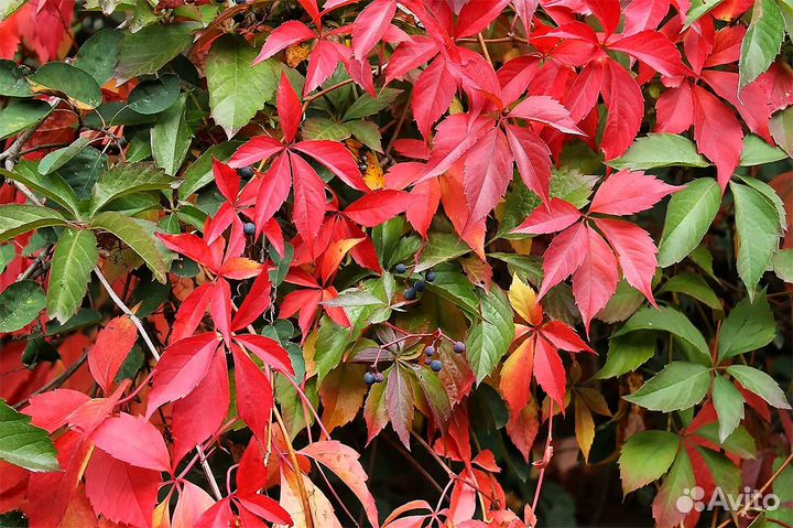 Ирис,бадан,медуница,клубника Зена Зенгана,малина