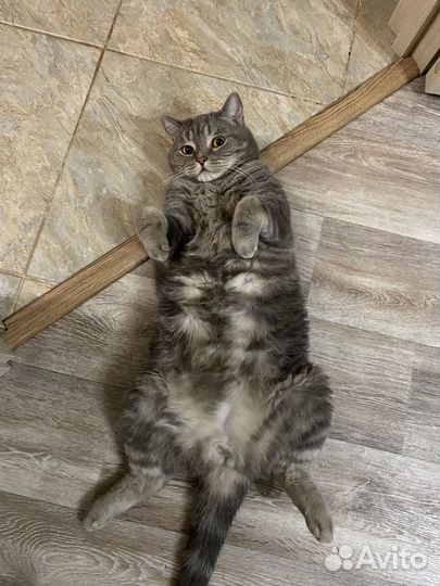 Отдам в добрые руки котов (вместе/по отдельности)